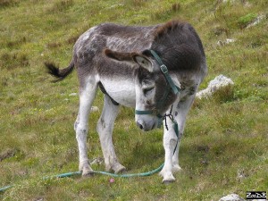 1357139056_donkey_equus_asinus