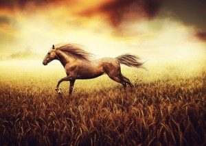 Animals___Horses_____The_horse_galloping_over_the_wheat_field_083741_
