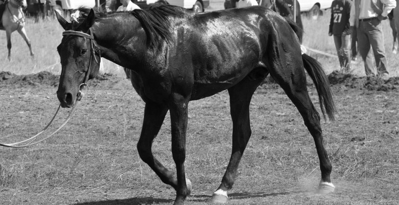 zheltaban