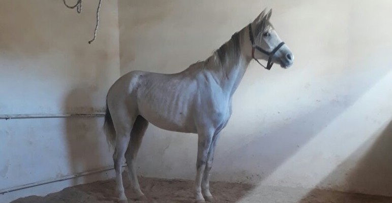 gulsary