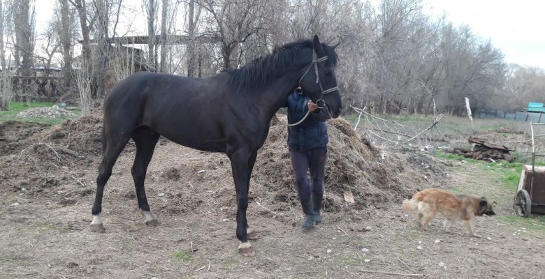 qara-at2