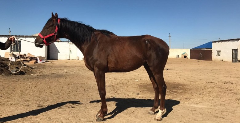 tumar