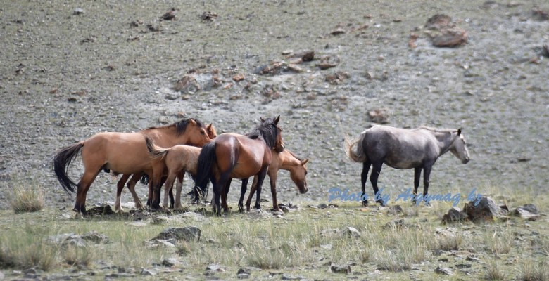 mongolia
