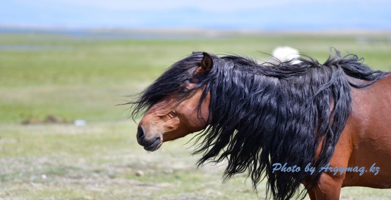 mongolia1