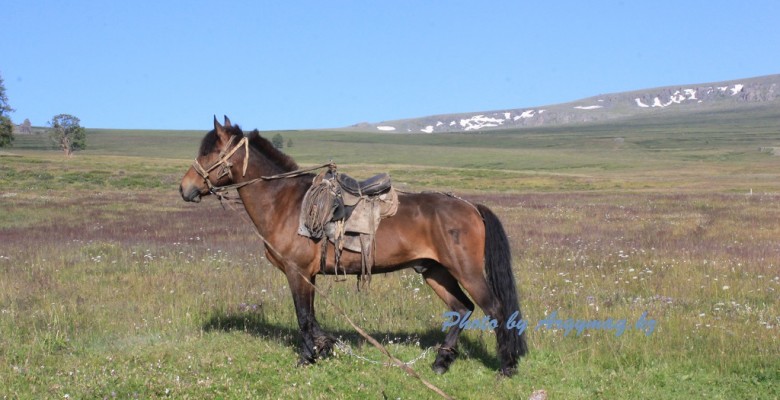 mongolia10