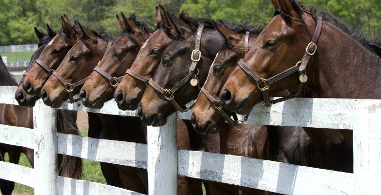 8-Horses-Down-a-Fence