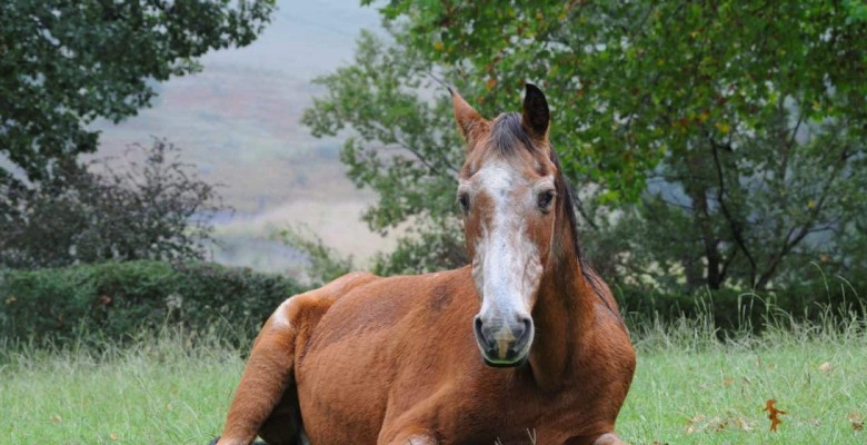 old-horse-lying-in-pasture-1280x640