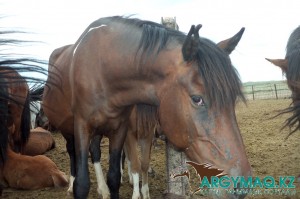 Наташа Королева жалаңаш және ашық