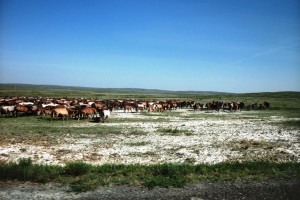 Порно сайттар hd Android жүйесінде тікелей порно