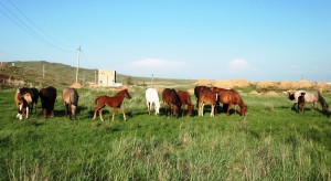 Сахнада көпшілік алдында порно көру