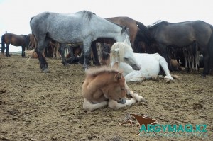 Қыз досын жалап жіберді