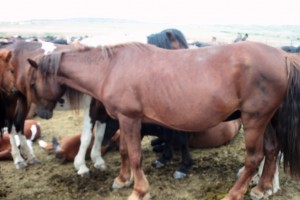 Жыныс текшелері жалайды