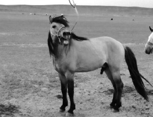 Вудман Леннің кастингі