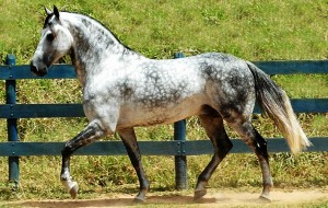 Әйел оргазмының жасы