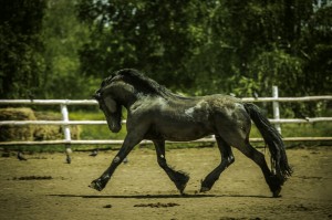 Гейлер бір жігітті жаттықтырды