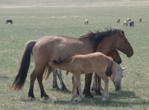 Массаж азиялық сабынды секс порно
