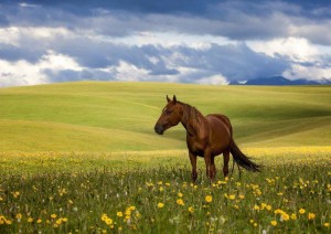 Бұлшық ет әйелдермен порно көру