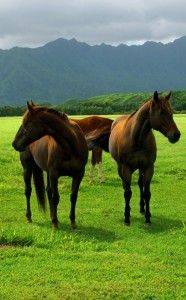 Amazing-Animal-Pics-Horses-on-Green-Grass-High-Mountains-as-Background