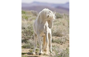 Үздік порно актрисалар