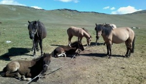 Әйелдерге порнографиялық жағынды сынақтары