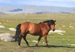 Қол кісенде және қамшымен жыныстық қатынас