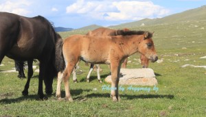 Дәретханадағы шәует теңізінің порно видеосы
