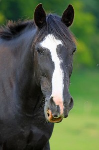 black-horse-head