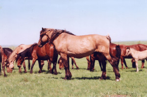 Порно алмасатын орыс әйелі