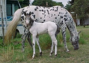 Керемет порно видео Азиялық әйел қырынған киска видеосын көрсетеді