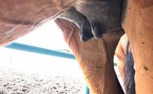 Ставрапольде бір сағат бойы жыныстық қатынас