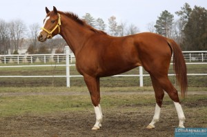 Бойжеткен мастурбациядан кончают