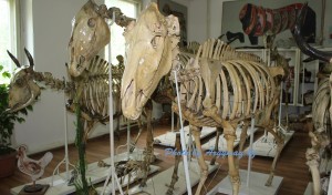 Ең ыңғайлы жыныстық позициялар