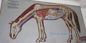 Жіңішке қыздардың бөкселері