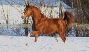 Емізік порно көру