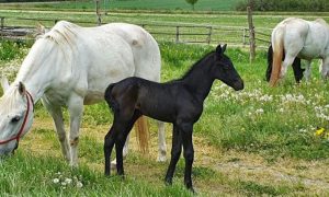 Мен өзімді анальдік секстен қорқамын