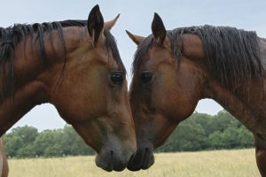 Сорғыштардың порно видеолары Джейси Фокстың қатысуымен ресейлік порно